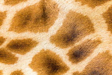The fur of a giraffe in close-up