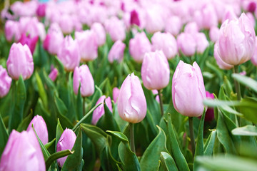 Selective focus. A field planted with many tulips in spring time. Colorful background with flowers for spring holiday season. Close up, copy space, top view.