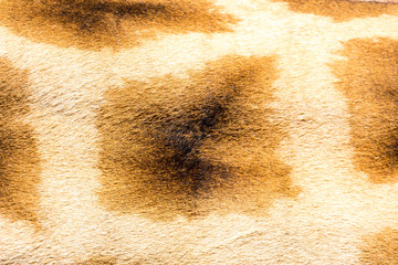 The fur of a giraffe in close-up