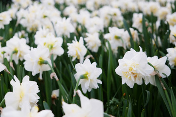 Fototapeta premium Selective focus. A field planted with many daffodils in spring time. Colorful background with flowers for spring holiday season. Close up, copy space, top view.