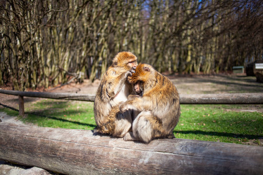 Affenp&auml;rchen durchsucht sich nach L&auml;usen