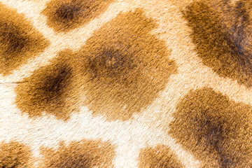 The fur of a giraffe in close-up