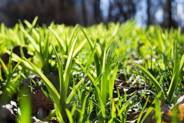 Natural green grass on the ground, plants and leaves