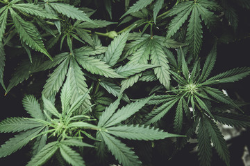 Northern light strain. Legal Marijuana cultivation in the home. Medicinal indica with CBD. Green...