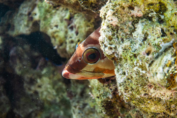 Fototapeta premium Fish swim in the Red Sea, colorful fish, Eilat Israel