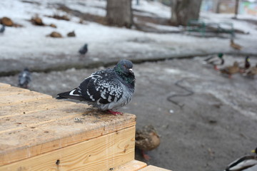 Tousled pigeon