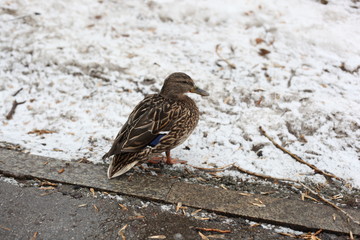 Duck took offense