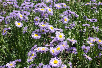 Bright violet flowers of Erigeron speciosus in June