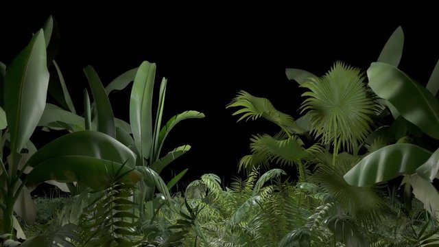 Tropical plant on an alpha channel
