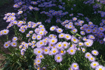 Flower heads of Erigeron speciosus in the garden in June © Anna