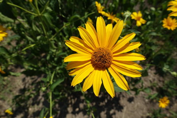 Daisy like yellow flower of Heliopsis helianthoides in June