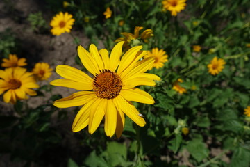 Flowering Heliopsis helianthoides in the garden in June