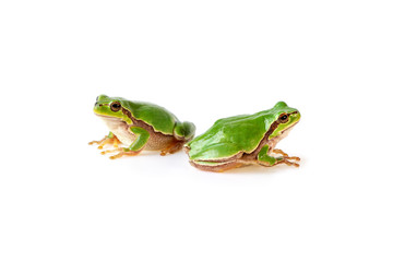 Two Green Tree Frogs Sitting On White, European tree frog - Hyla arborea