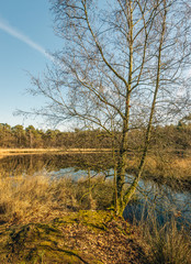 Dutch nature reserve Galderse Heide, near the city of Breda, North Brabant, on a sunny day in the winter season. In the foreground is a leafless shrub.