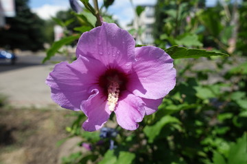 Single pink flower of Hibiscus syriacus in July