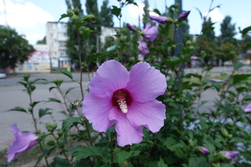 Syrian hibiscus pink flower in late July