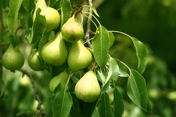 Branch of wood piled with organic pears. A tree of a garden full of ripe pears.