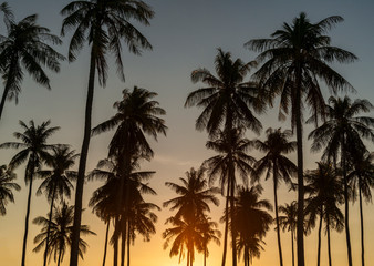 Fototapeta na wymiar Palm trees at sunset