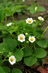 Strawberry blooms grows in the garden, organic fruit. Strawberry bushes with white flowers.Close-up shot.