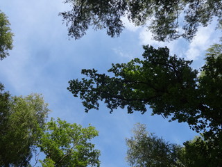 Ветка дерева