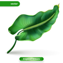 Realistic tropical leaves, Isolated on white background. Vector illustrations, floral elements. Eps10
