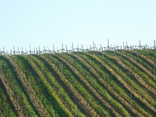 Vignes collines Toscane 
