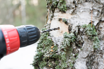 Collecting birch sap