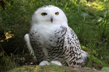 Schneeeule
