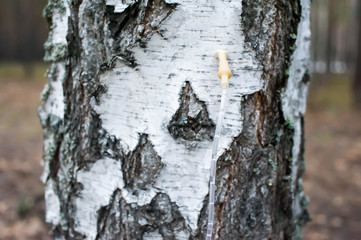 Collecting birch sap