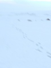 Snow, white sky and earth path