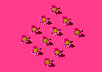 Obraz na płótnie Canvas Floral pattern background made of pink chamomile daisy flowers. flowers banner. Floral background. Pattern of flower buds.