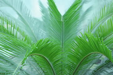 Beautiful background with palm leaves.