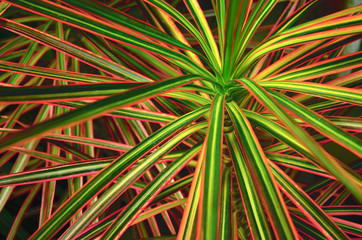 Background with colorful tropical leaves.