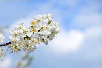Fototapeta na wymiar Blüten des Kirschbaumes - der Frühling ist eingezogen