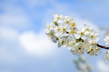 Hintergrund - weiße Kirschblüten mit Textfreiraum