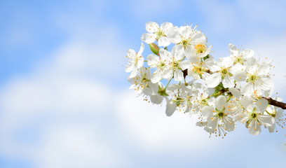 Blüten des Kirschbaumes - Hintergrund und Banner