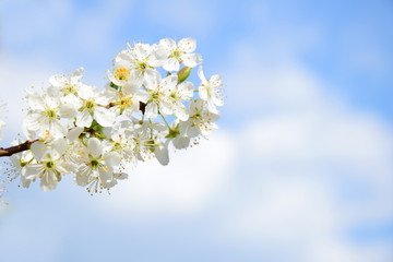 Fototapeta na wymiar Wunderschöne Kirschblüten vor blauen Himmel