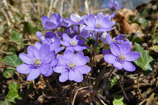 im Fr&uuml;hjahr bl&uuml;hende gew&ouml;hnliche Leberbl&uuml;mchen (Hepatica nobilis)  in ihrem Habitat