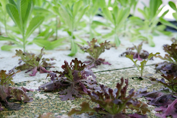 lettuce vegetable growing in hydroponic farm
