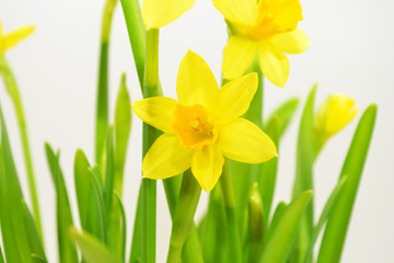 Bright Yellow Spring Daffodils Over a Plain Background