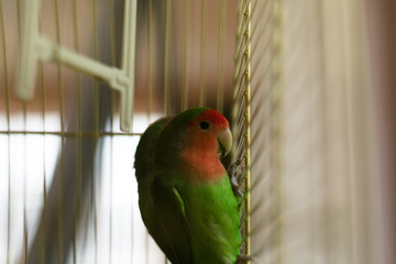 Two colorful parrots in a cage. Green parrots with a red head. Lovebirds parrots