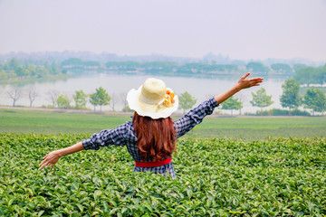 Naklejka na ściany i meble Traveler woman enjoying in Tea Plantation.She is standing and raised hands. She looking forward.Happy, enjoy, photo concept freedom and voyage. 
