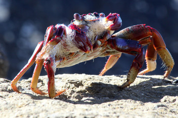 rote_Klippenkrabbe
