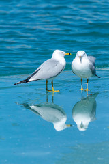 Two Seagulls Talking
