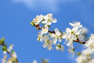 Kirschblüten vor blauen Himmel