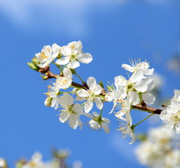 Kirschbaumblüten vor blauen Hintergrund
