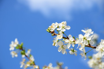 Kirschblüten vor blauen Himmel - Hintergrund und Textraum