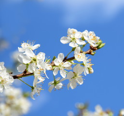 Kirschblütenzweig vor blauen Himmel