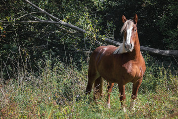 Obraz premium Norikerliebe