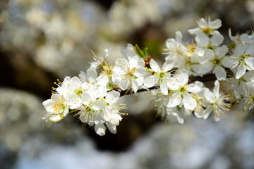 Kirschbaumzweig mit Blüten - Hintergrund und Banner
